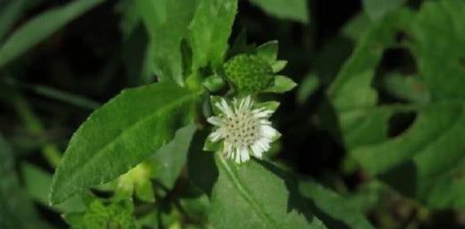 Bhringraj - The wonder herb